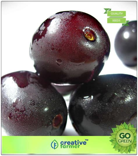 Buy Fruit Seeds Plum Fruit Seeds Jamblang Fruit Seeds For Home Garden In India Premium Kitchen ...