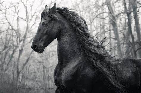 Free download friesian black horse wallpaper friesian black horse ...