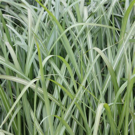 Buy Chinese silver grass Miscanthus sinensis 'Malepartus': Delivery by Crocus