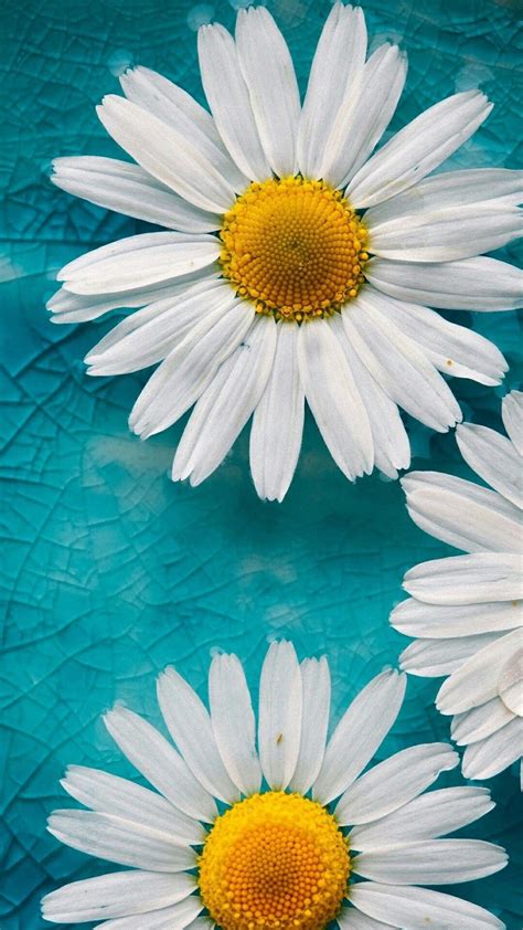 Background for devices just click on the picture and save to device Daisy Wallpaper, Flower ...