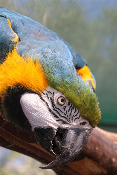 Parrot head close up free image download