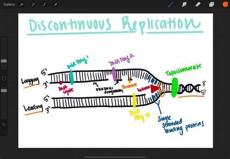 SOLVED:Explain why half of DNA is replicated in a discontinuous fashion ...