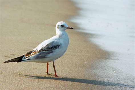 Free Images : beach, wing, seabird, seagull, wildlife, beak, fauna, seagulls, vertebrate, water ...