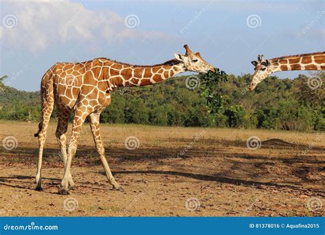 Eating Giraffes on Savannah Stock Photo - Image of giraffes, head: 81378016