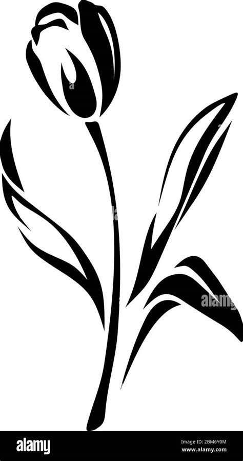 Tulip flower. Vector black and white illustration isolated on white ...