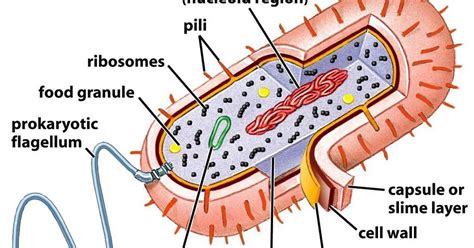 Prokaryotes: Structure & Examples | Biology Blog