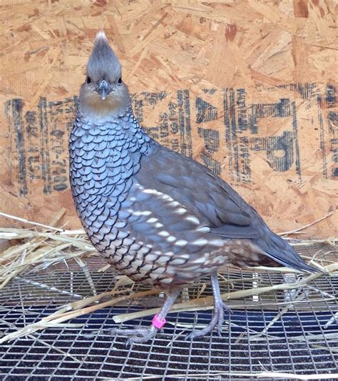 6+ BLUE SCALE Texas Bluescale Quail Hatching Eggs! | Quail, Blues scale, Hatching eggs