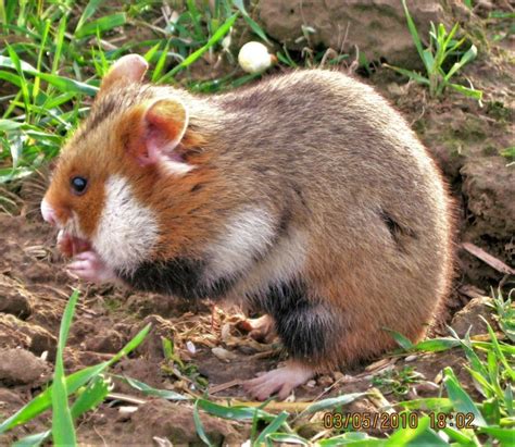 Hamster d'Europe : description du rongeur + photos - Instinct Animal