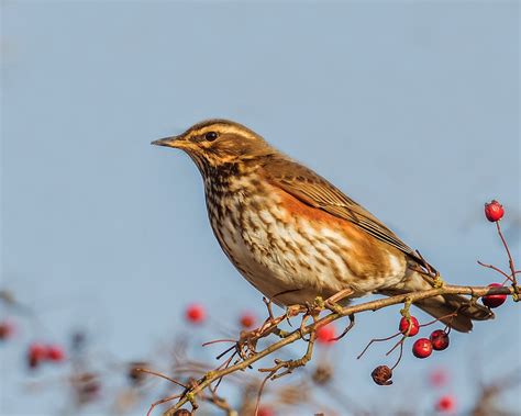 CAMBRIDGESHIRE BIRD CLUB GALLERY: Redwing