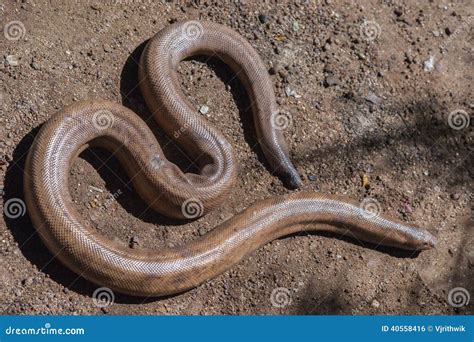 Indian red sand boa snake stock photo. Image of closeup - 40558416