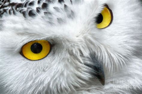 Snowy owl eyes Painting by Vincent Monozlay - Fine Art America