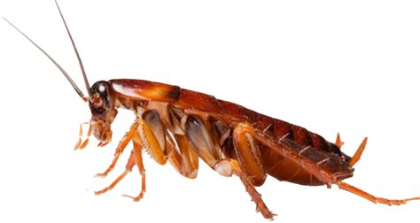 Cockroach Control - Pest Help