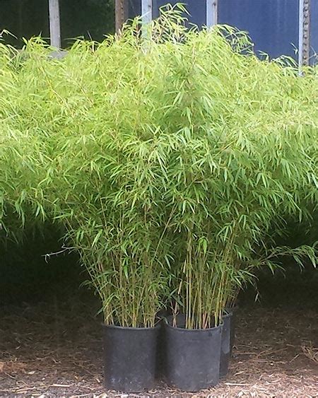 Clumping Bamboo - NJ Bamboo Landscaping