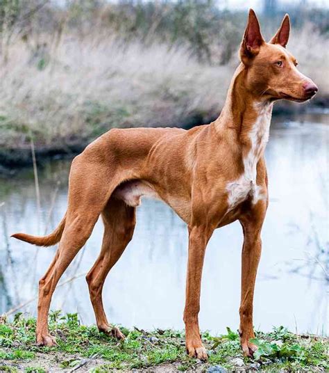 Pharaoh Hound : History, Temperament, Care, Training, Feeding & Pictures