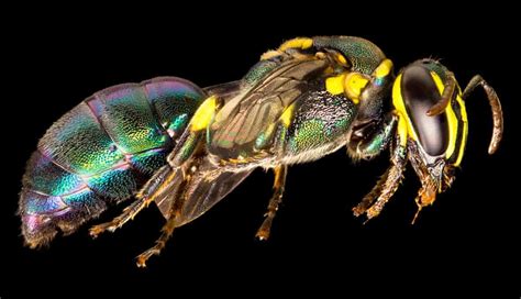 Bees of Australia: up close with native species – in pictures | Bee, Species, Native bees