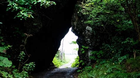 Totoro discovered in Japanese forest【Photos】 | SoraNews24 -Japan News-