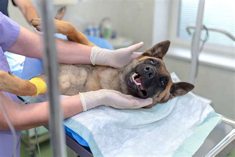 What Should a Spay Incision Look Like? - All You Need to Know