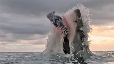 TikTok video captures 12ft shark attack on camera | Digital Camera World