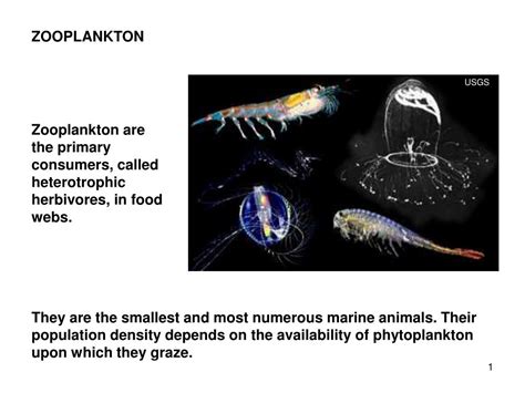 PPT - ZOOPLANKTON PowerPoint Presentation, free download - ID:2239863