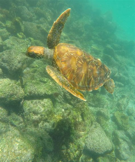 Galapagos Diving Tours