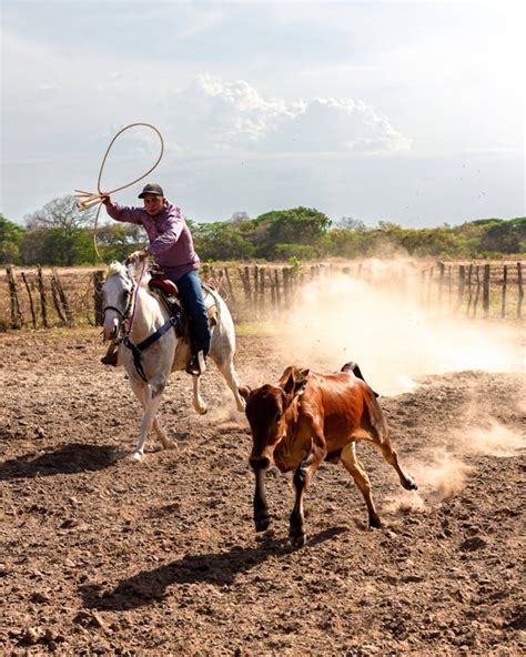 Calf Roping · Free Stock Photo