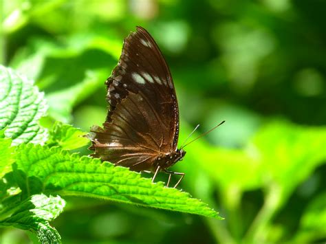 Fairchild Tropical Garden | Butterfly conservatory, Fairchil… | Flickr