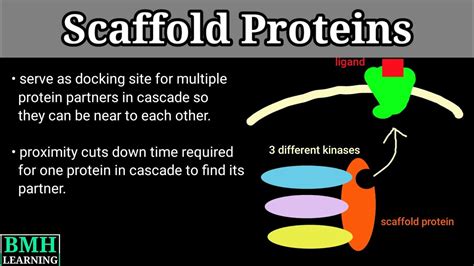 Scaffold Proteins | Scaffolding Of Signalling Cascades | - YouTube