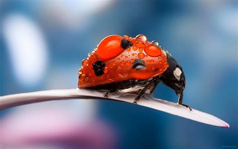 پوستر زیبا از کفش دوزک ladybug petal dew drops