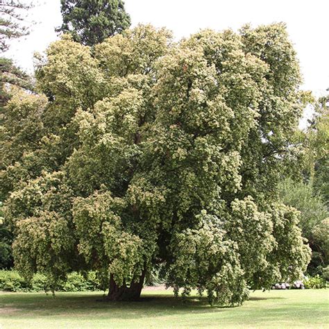 Royal Melbourne Botanic Gardens