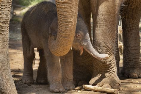 A third adorable baby elephant calf was just born at Melbourne Zoo