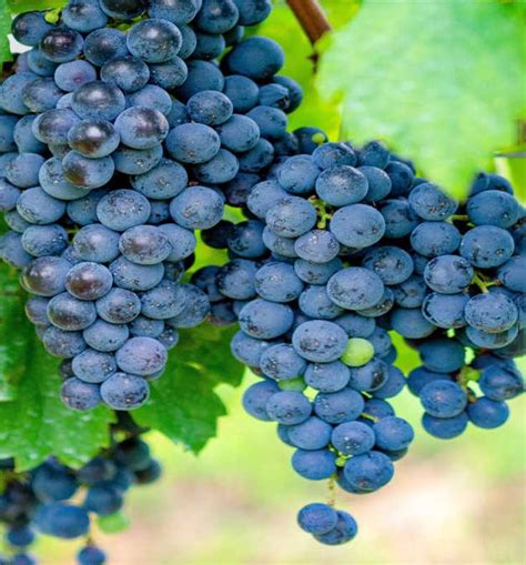 Merlot: The Ultimate Wine Grape Guide | The Wine Society