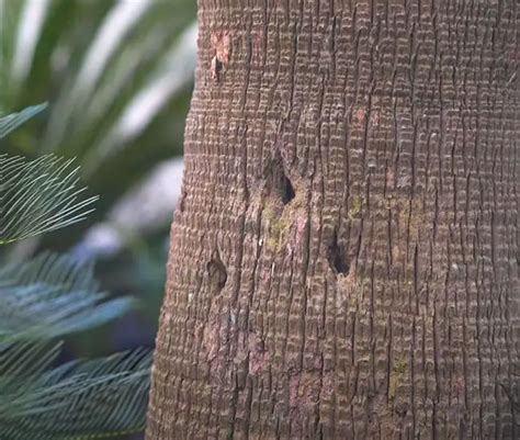 Expert Advice: How to Prune a Palm Tree (with Pictures)