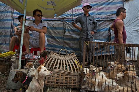 China’s Dog Meat Festival Is Again at Hand, and Opponents Are Lining Up - The New York Times