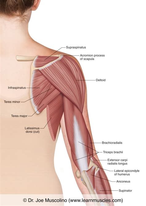 Muscles of the Posterior Arm - Superficial View - Learn Muscles