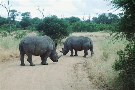 2023 Rhino & lion park nature reserve tour provided by Swangs safaris