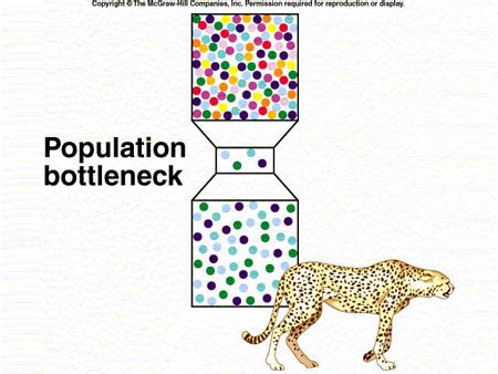 Genetic Bottleneck - DragonflyIssuesInEvolution13 Wiki