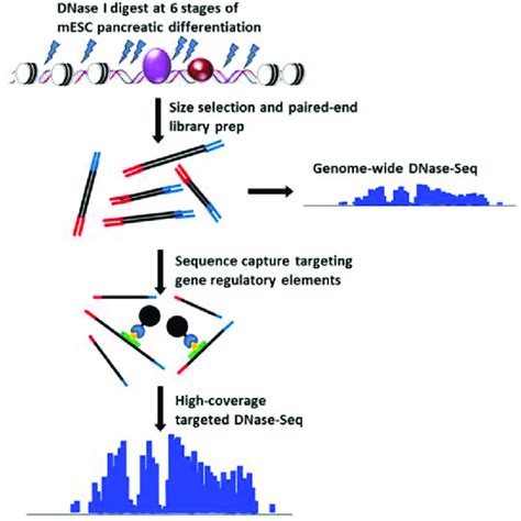 DNase-capture protocol. This figure shows the stages of the... | Download Scientific Diagram