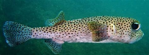 Porcupinefish | Mexico – Fish, Birds, Crabs, Marine Life, Shells and ...