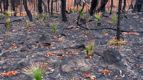 How quickly can nature recover after a damaged or disturbed ecosystem? — Sustainable Lifestyle ...