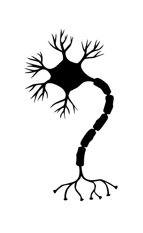 무료 이미지 : nerve cell, neuron, 뇌, 뉴런, 신경계, 시냅스, neural pathways, ribosome ...