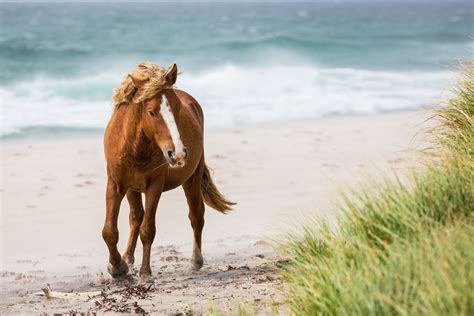 Down the Beach | Horses, Sable island, Wild horses