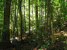 Daintree Rainforest - Wikipedia