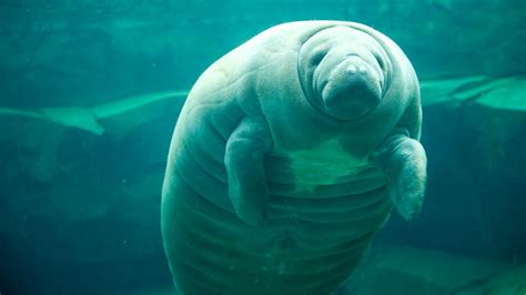 Manatee HD Wallpapers - Top Free Manatee HD Backgrounds - WallpaperAccess