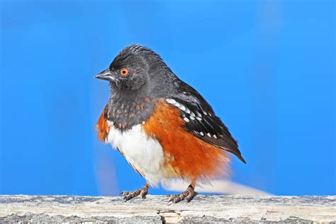 Spotted Towhee Male 19-0302-4486 | Normally male Spotted Tow… | Flickr