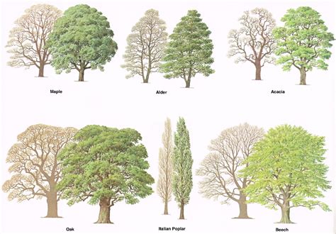 Types of trees – Medway Valley Line