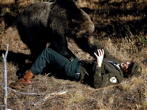 Grizzly Bear Attacks On Humans