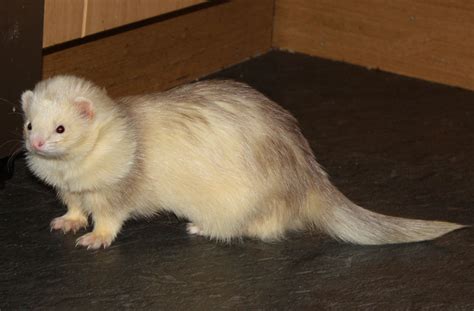 Ferret Colour Chart - | Ferret colors, Ferret, Cute ferrets