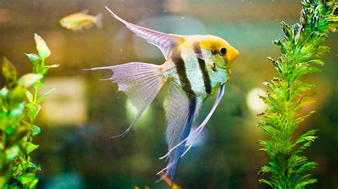 How To Choose And Care For Freshwater Angelfish | BeChewy