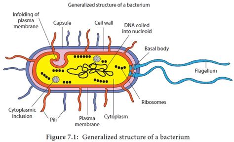 Structure of Bacteria Cytoplasmic Membrane