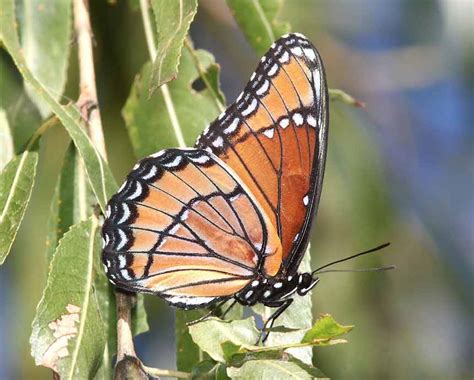 Viceroy Butterfly Pictures